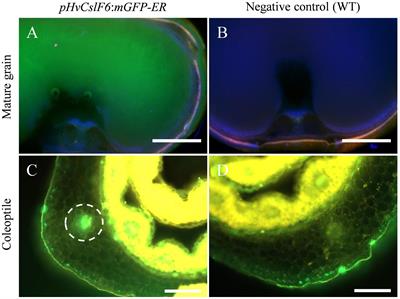 Identification of candidate MYB transcription factors that influence CslF6 expression in barley grain